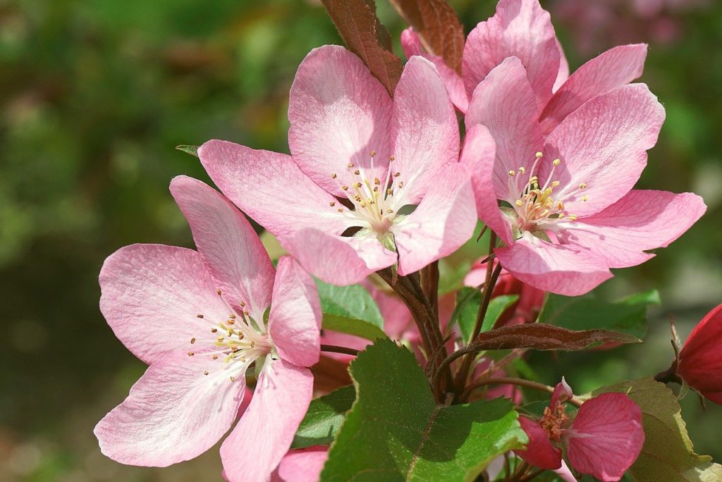 pink flowers, apple blossoms, petals