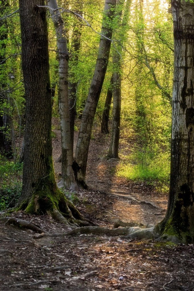 trees, forest, roots